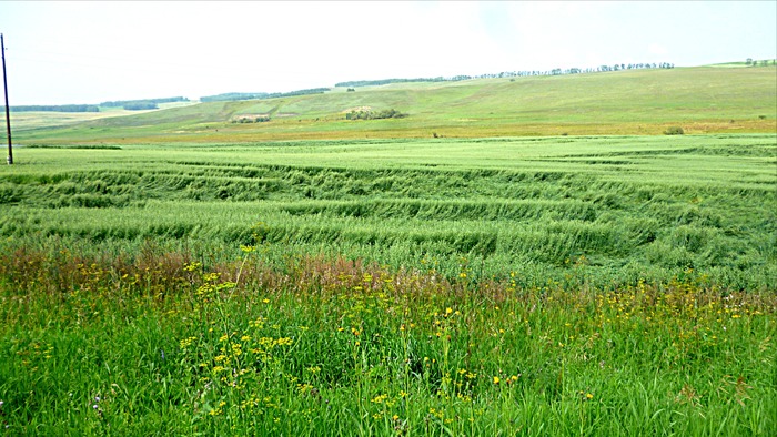 Почему полегли хлеба?