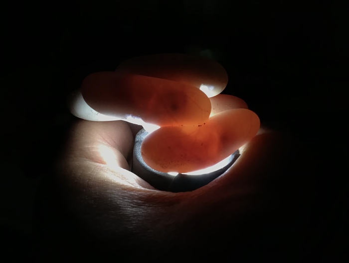 Роковые яйца Яйца, Эмбрион, Наблюдение, Длиннопост