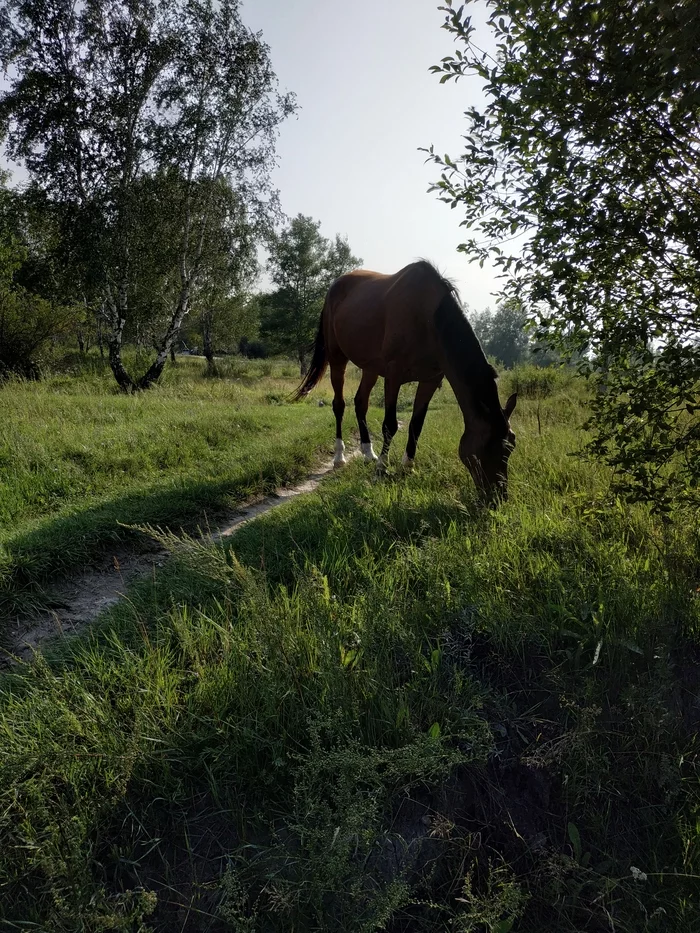 Horse... - My, Animals, Mobile photography, Horses, Pasture