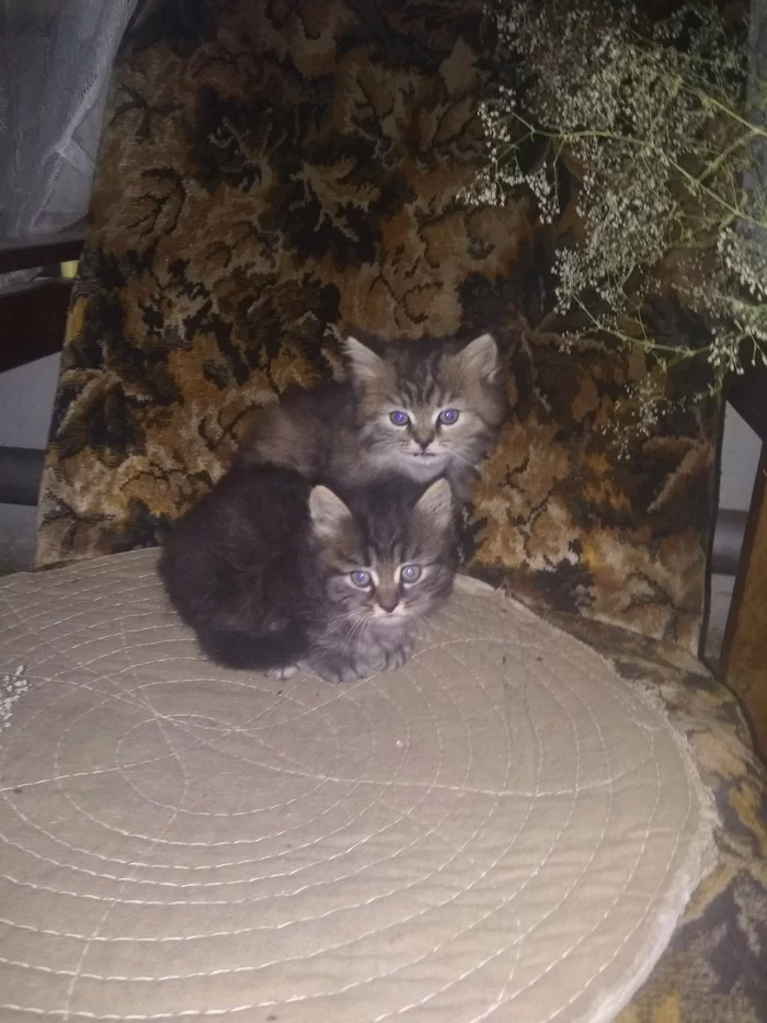 A cat with kittens urgently needs foster care in Ekaterinburg - No rating, Yekaterinburg, In good hands, Mountain Shield, Is free, cat, Kittens, Help, Longpost
