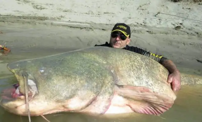 Huge catfish from a muddy river - Nature, Thailand, Mekong, Huge, Catfish, A fish, Interesting, Copy-paste, Video, Longpost