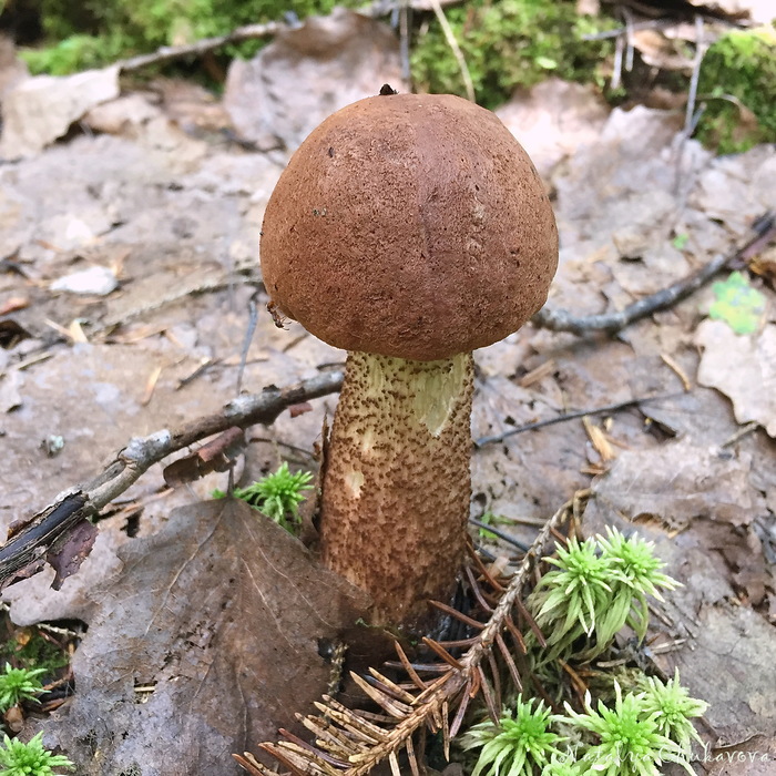   (Leccinum aurantiacum) , , , 