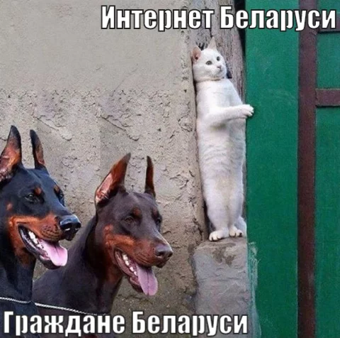 The “connected” meme now sounds as realistic as possible in Belarus - My, Republic of Belarus, Internet, Humor, Memes, cat, Dog, Politics, Doberman