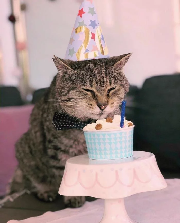 20th anniversary - The photo, Animals, cat, Holidays, Birthday, Joy