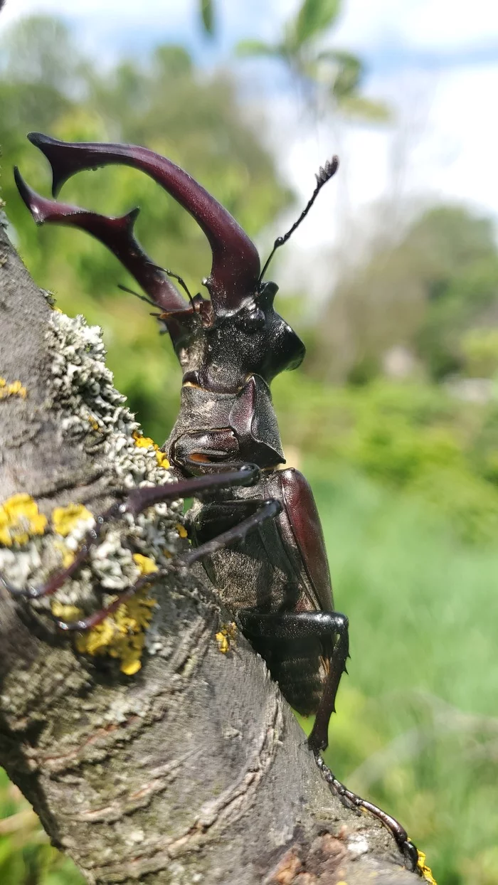 Stag beetle for your feed - My, Жуки, The photo