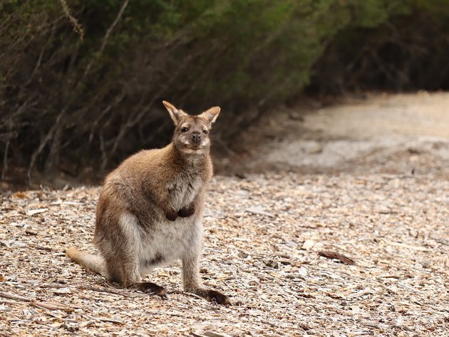 Three reasons to visit Tasmania. Impressions of the editor-in-chief of National Geographic Traveler - Travels, Island, Tasmania, Australia, The national geographic, Longpost