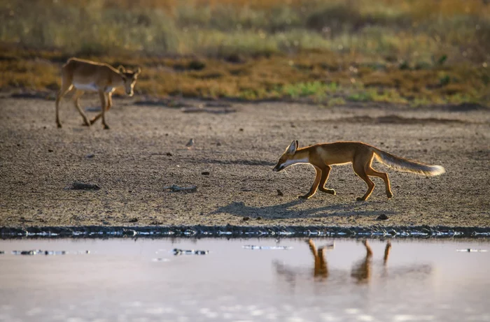 Very slender fox - Fox, Saiga, Waterhole, Wild animals, Kalmykia, Reserve, The national geographic, The photo, Reserves and sanctuaries