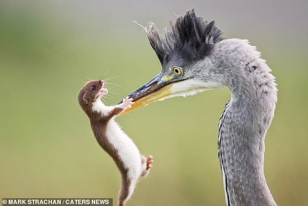 Escape of a weasel from a heron - Weasel, The photo, Longpost, Heron, Beak, Close-up, Birds, Animals