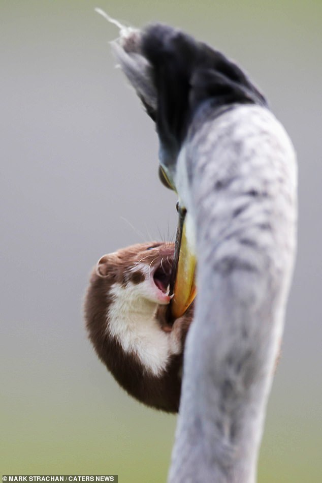 Escape of a weasel from a heron - Weasel, The photo, Longpost, Heron, Beak, Close-up, Birds, Animals