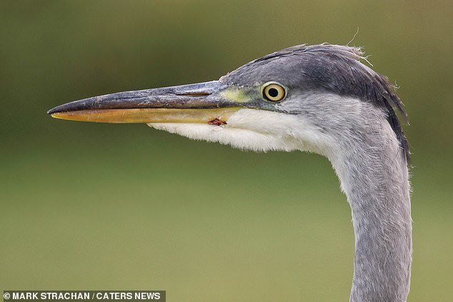 Escape of a weasel from a heron - Weasel, The photo, Longpost, Heron, Beak, Close-up, Birds, Animals