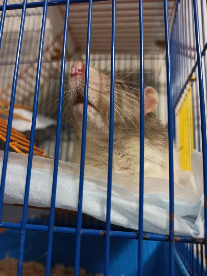 Again for help - Decorative rats, Help