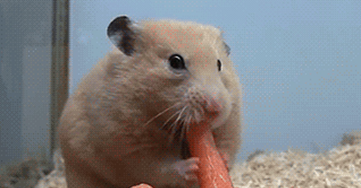 Glutton - Hamster, Food, Dinner, Carrot, GIF, Animals