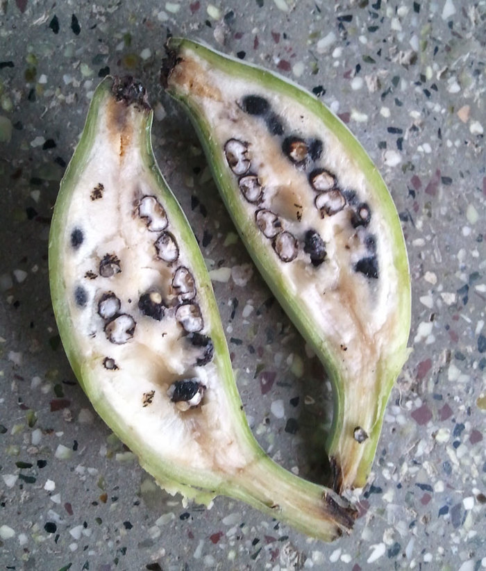 Фрукторианцы