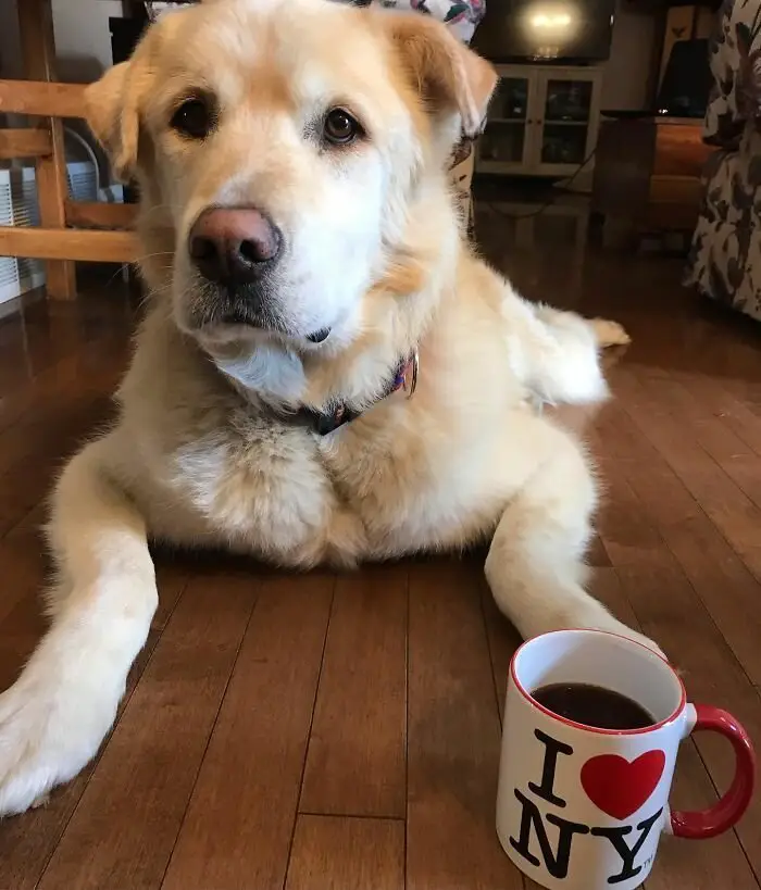 The story of the rescue of a fat retriever named Kai - Dog, Golden retriever, Fullness, Slimming, Luck, Longpost