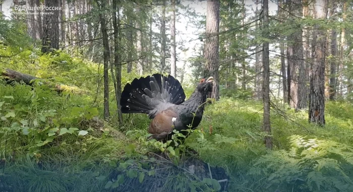 How wood grouse protects the Krasnoyarsk Pillars National Park (video) - My, Animals, Ecology, Nature, Wood grouse, National park, Video, Birds