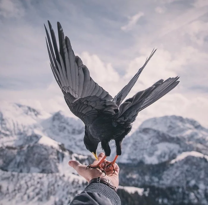 Alpine jackdaw - The photo, Birds, Nature, Alpine jackdaw