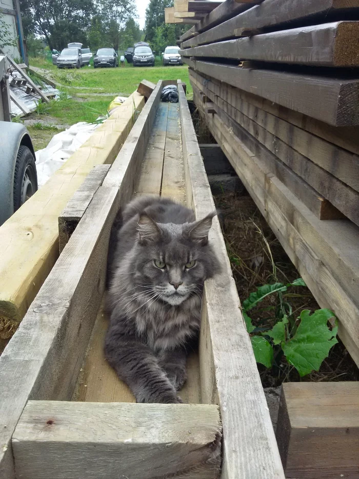 Matching box - My, cat, Maine Coon, Box and cat