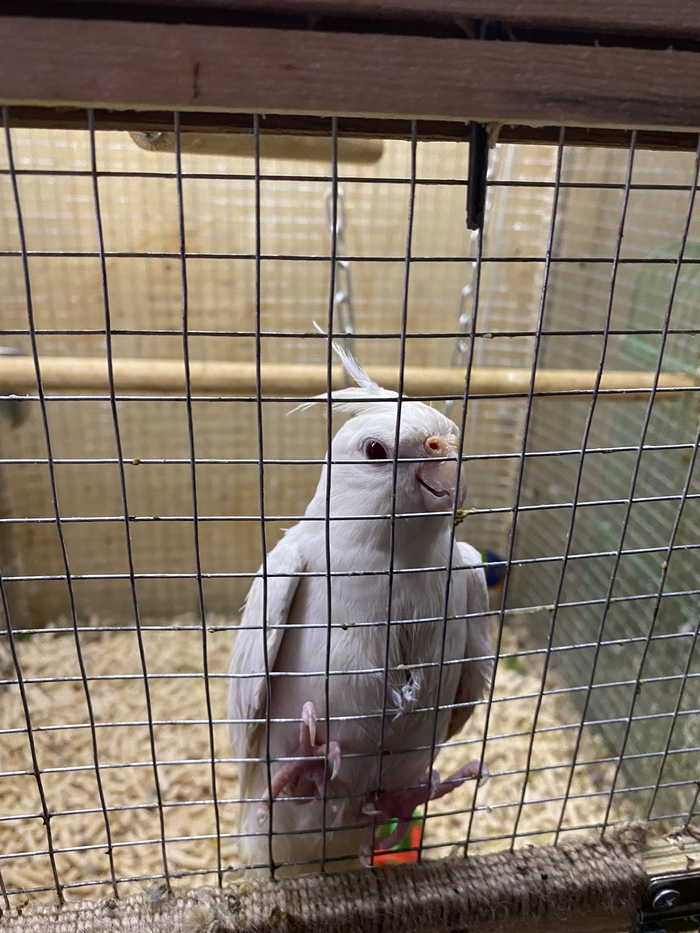 Мокрые птички Аратинга, Аратинга ендайя, Гульдова амадина, Корелла, Длиннопост, Птицы