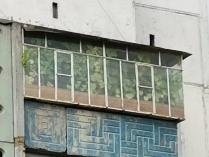 Use of the balcony - My, Balcony, Cucumbers