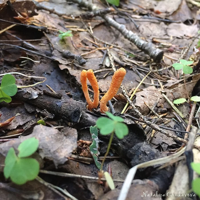 Military Cordyceps (Cordyceps militaris) - My, Mushrooms, Mushroom pickers, cordyceps, Longpost