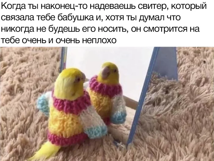 And it suits him - A parrot, Birds, Pullover, Grandmother, Memes, Picture with text, Milota