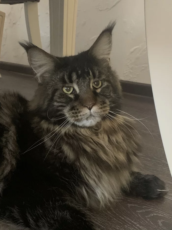 Mishka's story - My, cat, Maine Coon, Disease, Longpost