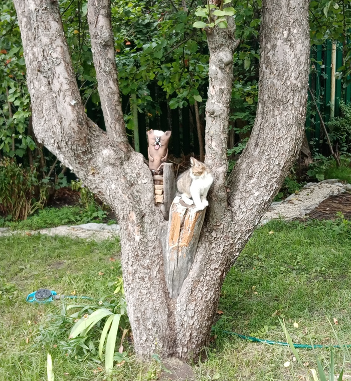 Котики на даче