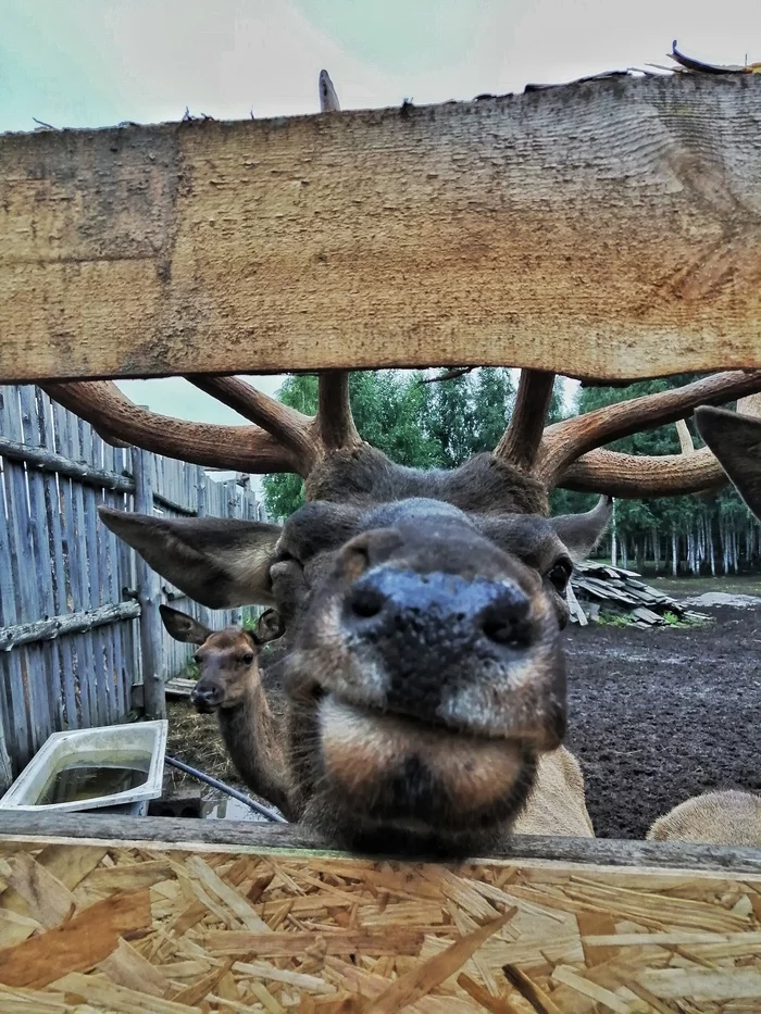 Maral farm in Tatarstan - My, Kazan, Maral, Deer, Farm, Nature, Tatarstan, Longpost