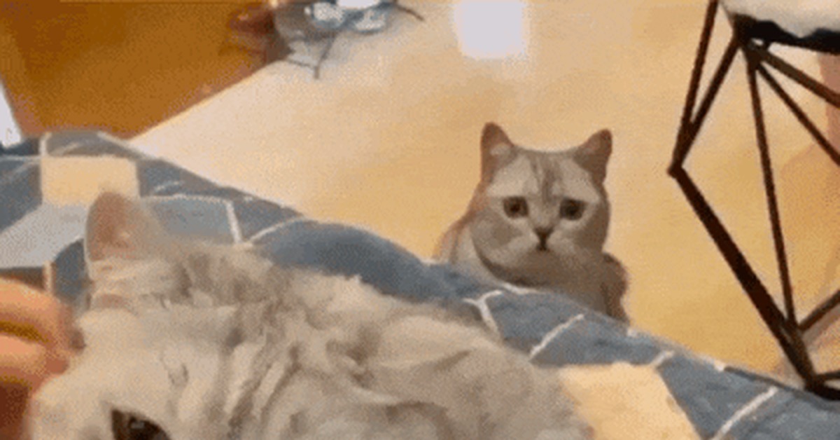 And what about me ?! - cat, Weasel, Jealousy, GIF, Background