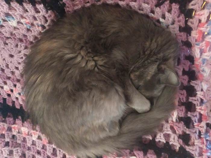 Perfect fluffy circle - My, cat, Dream, A circle, Milota