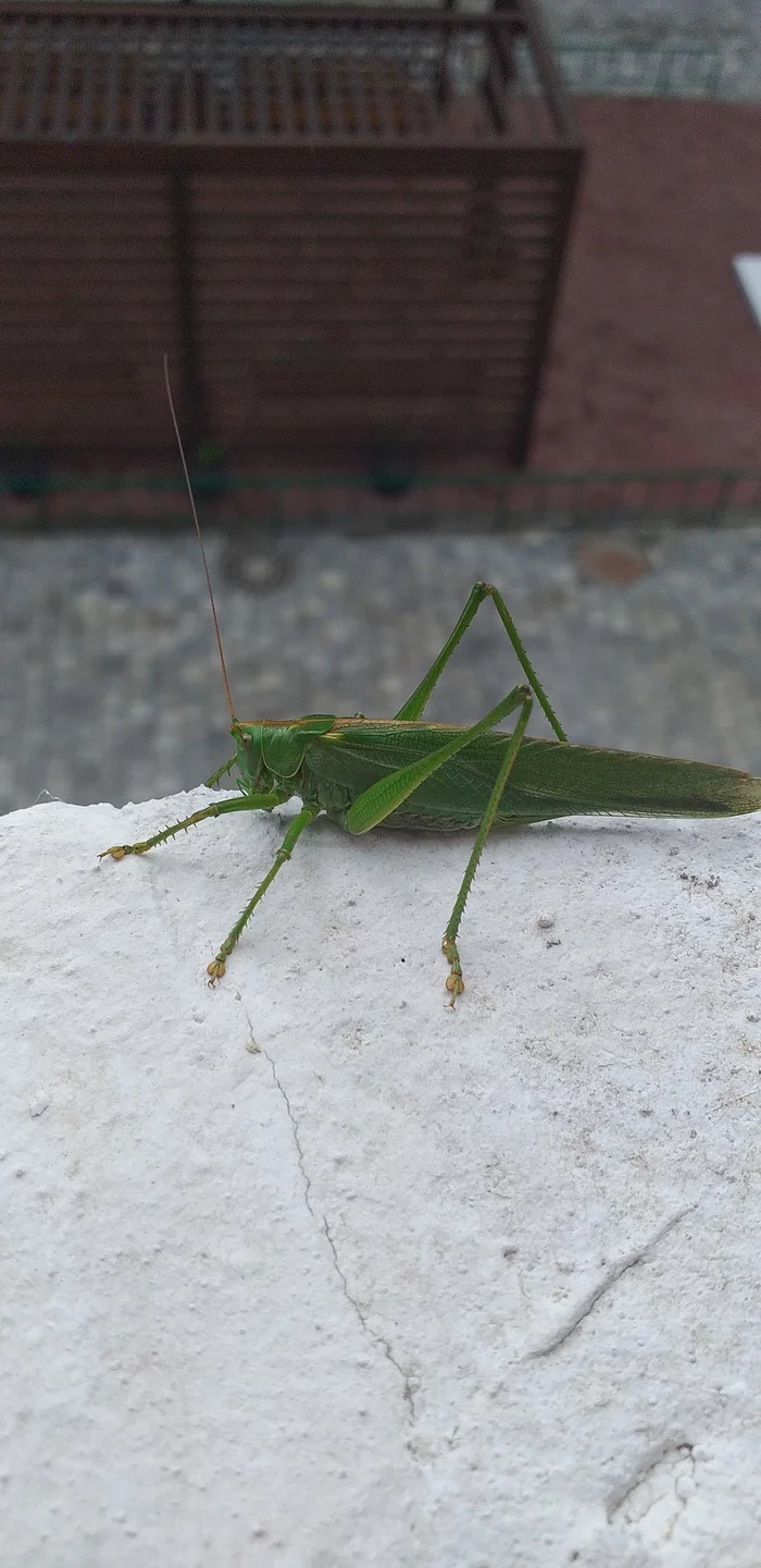 Guest - My, Good mood, Insects, Grasshopper, Mobile photography