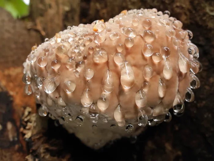 Что это за штука - 104 Перевел сам, Reddit, WhatIsThisThing, Видео, Длиннопост Что это за штука - 104 Перевел сам, Reddit, WhatIsThisThing, Видео, Длиннопост