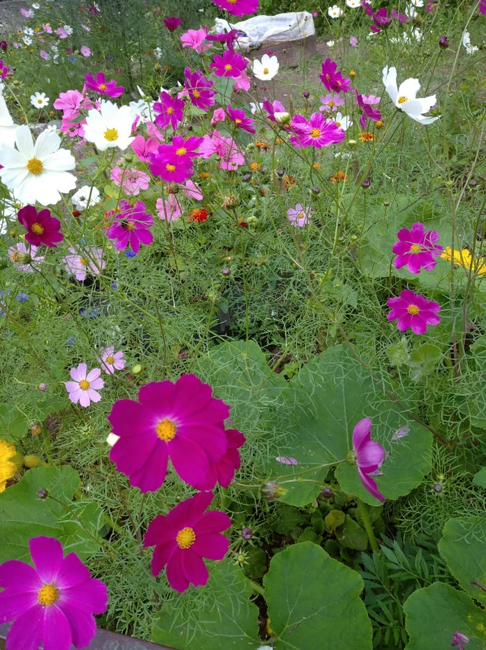 Summer, just summer - Summer, Flowers, Lawn, From the network, Cosmos