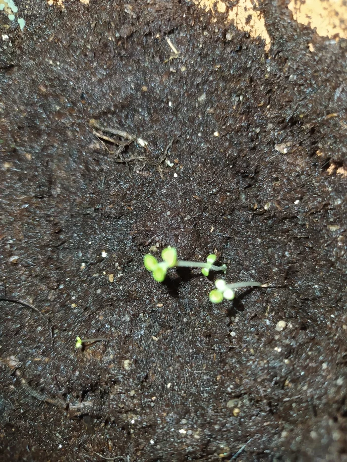 Mint - My, Mint, Сельское хозяйство, Flower pot, Growing