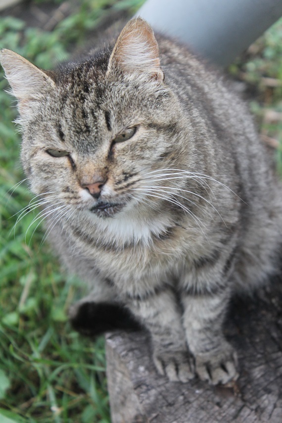 Life of the home shelter Kotoland 245 - My, cat, Shelter, Kindness, Lipetsk, Shelter Cotoland, Help, In good hands, Longpost