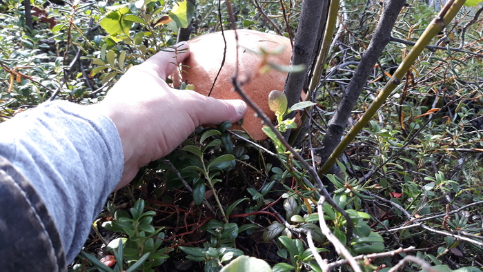 ��� ��������