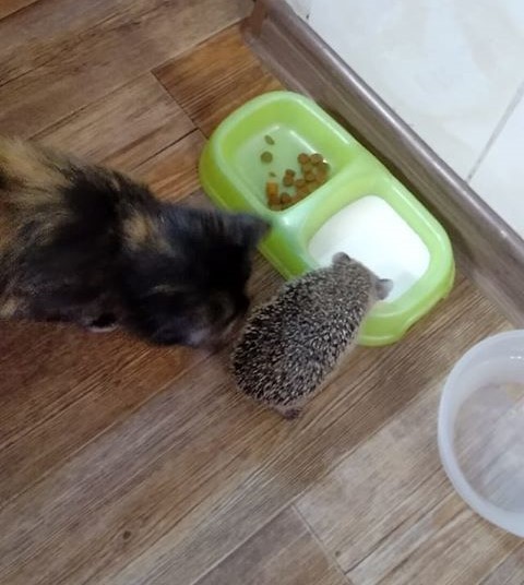 That's the little bastard: he's blowing my milk and you can't even hit him in the ass with your paw... - cat, Hedgehog, Milk, Give it back