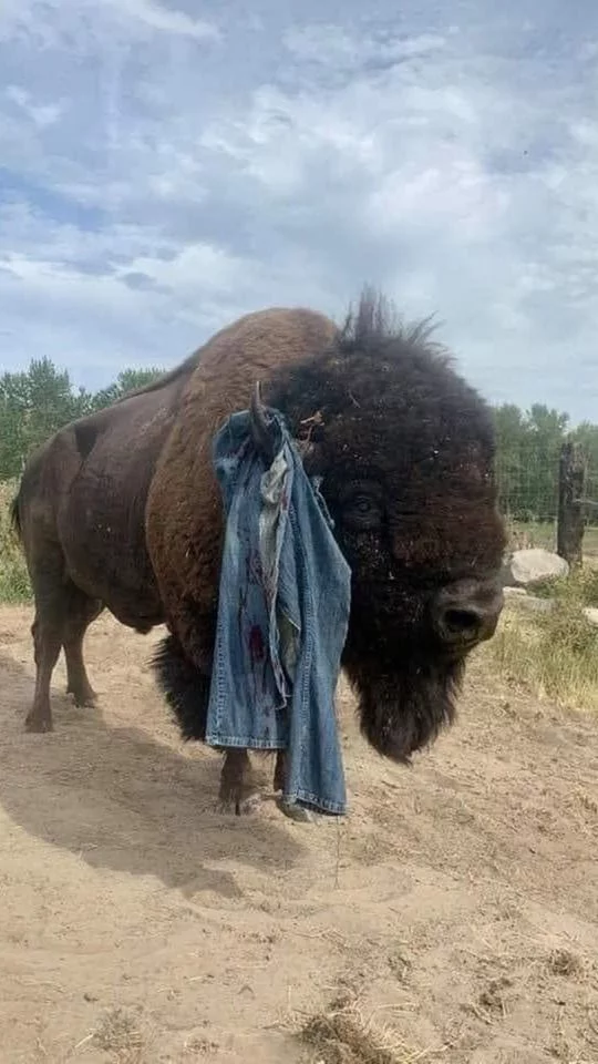 Behind every photo lies its own story... - The photo, Animals, Buffalo, Pants, Blood, Horns, Attack, Reddit