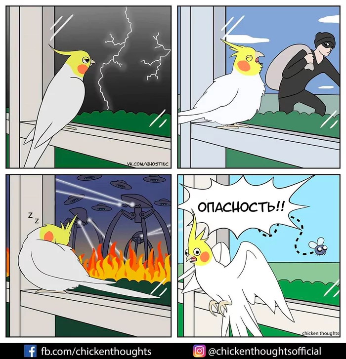 Danger - Comics, Translated by myself, Chicken thoughts, A parrot