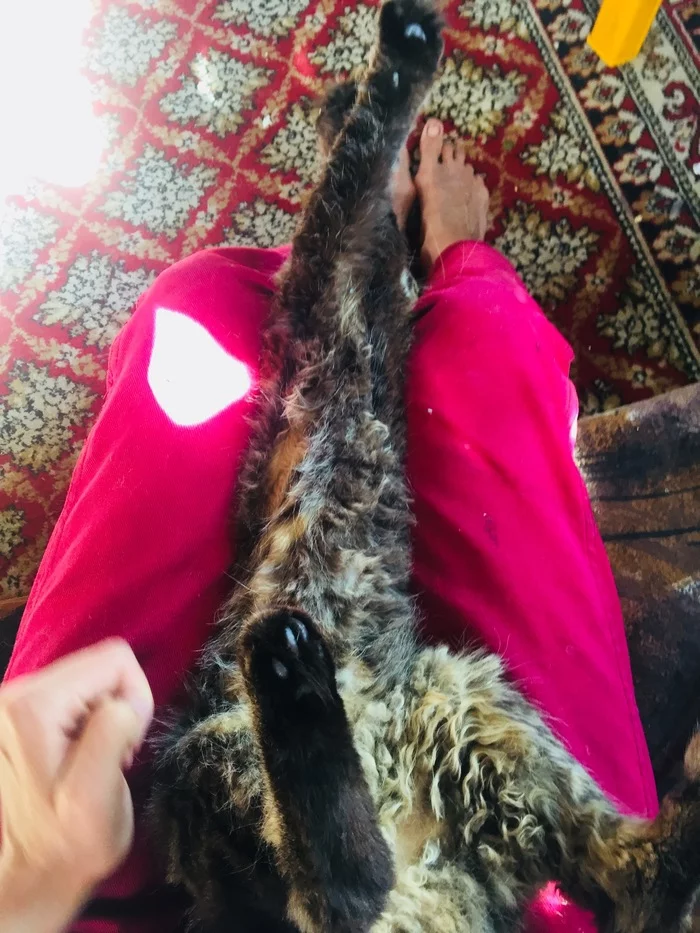 The difference in the look of a cat rescued from euthanasia (2 months difference) - My, cat, Animal Rescue, Veterinary, Help, Longpost, It Was-It Was, Kindness