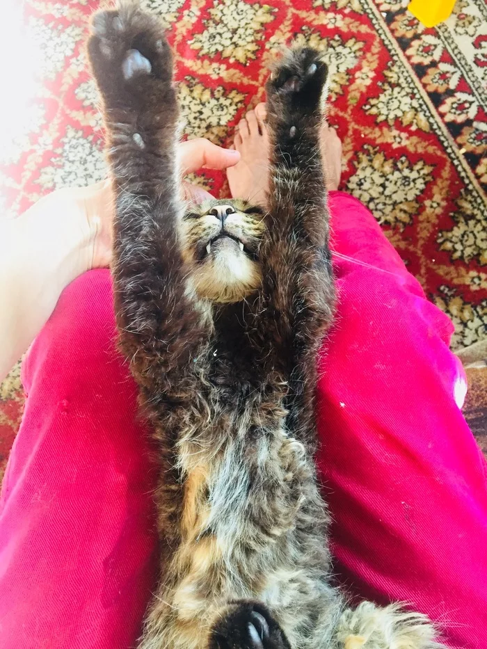 The difference in the look of a cat rescued from euthanasia (2 months difference) - My, cat, Animal Rescue, Veterinary, Help, Longpost, It Was-It Was, Kindness