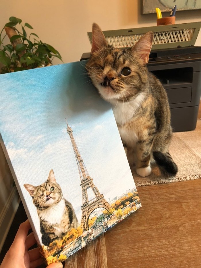 "Нарисуй меня, как одну из тех французских кошечек"