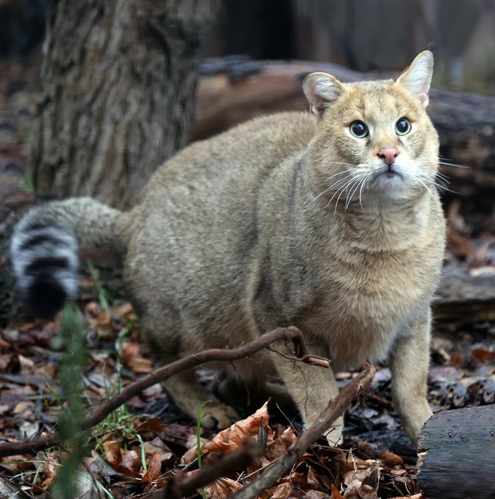 Фото болотного кота