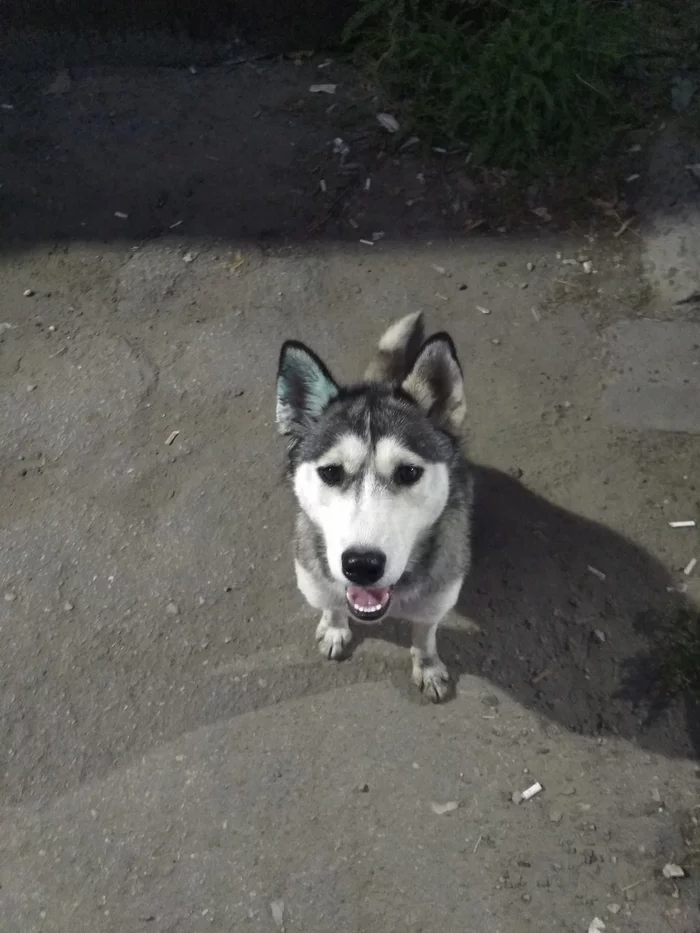 Husky found (Ryazan) - My, No rating, Husky, Lost, Dog, Longpost, Ryazan