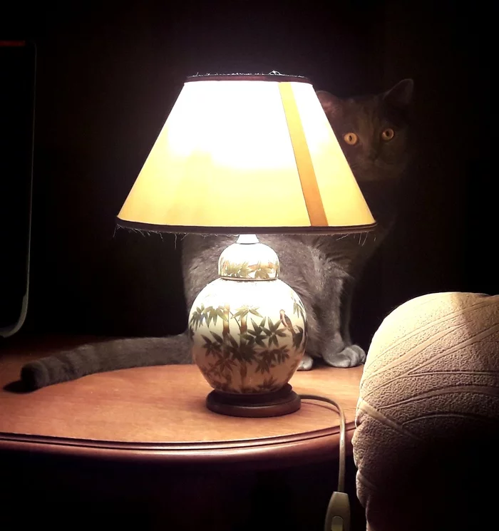 Seryoga - My, Cat with lamp, British cat, cat