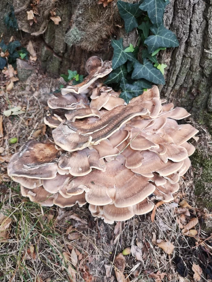 Grifola curly - My, Mushrooms, France, The photo, Forest, Grifola curly, Longpost