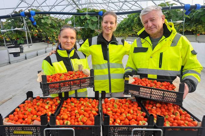 Как фермеры из Финляндии развивают ягодный бизнес под Тамбовом Бизнес, Предпринимательство, Фермерство, Ягоды, Длиннопост