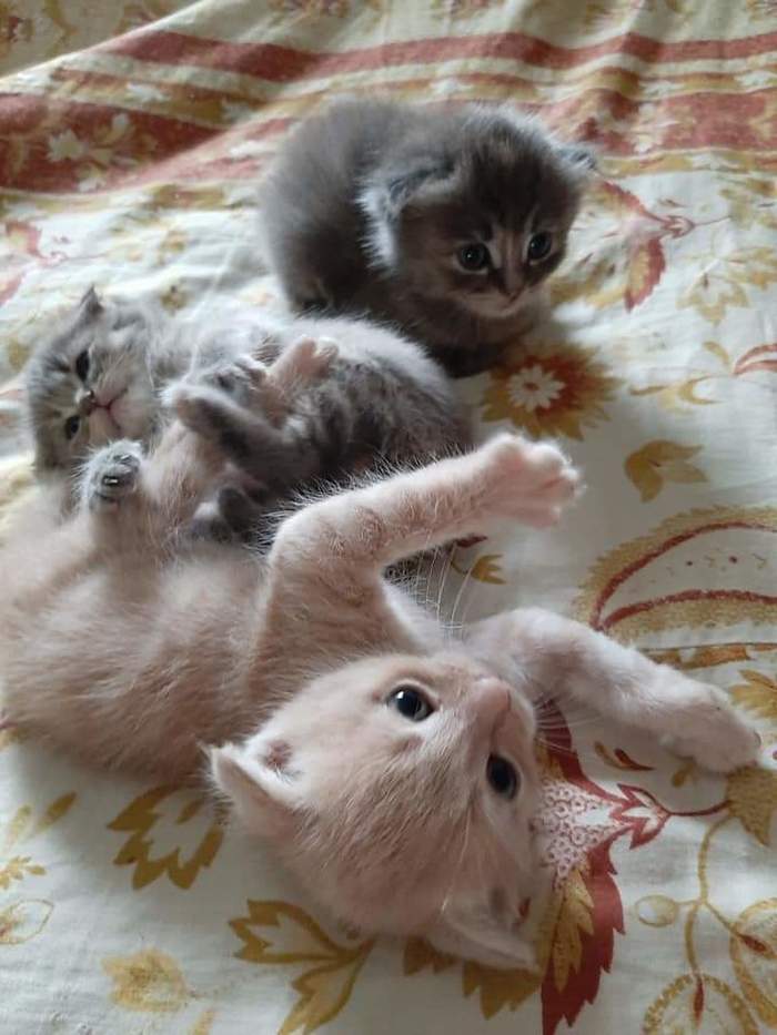 Cuteness - My, Kittens, Milota, cat