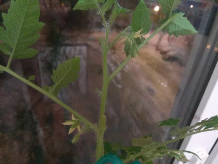 Cherries and lettuce on the windowsill - My, Tomatoes, Salad, Vegetable garden on the windowsill, Houseplants, Longpost