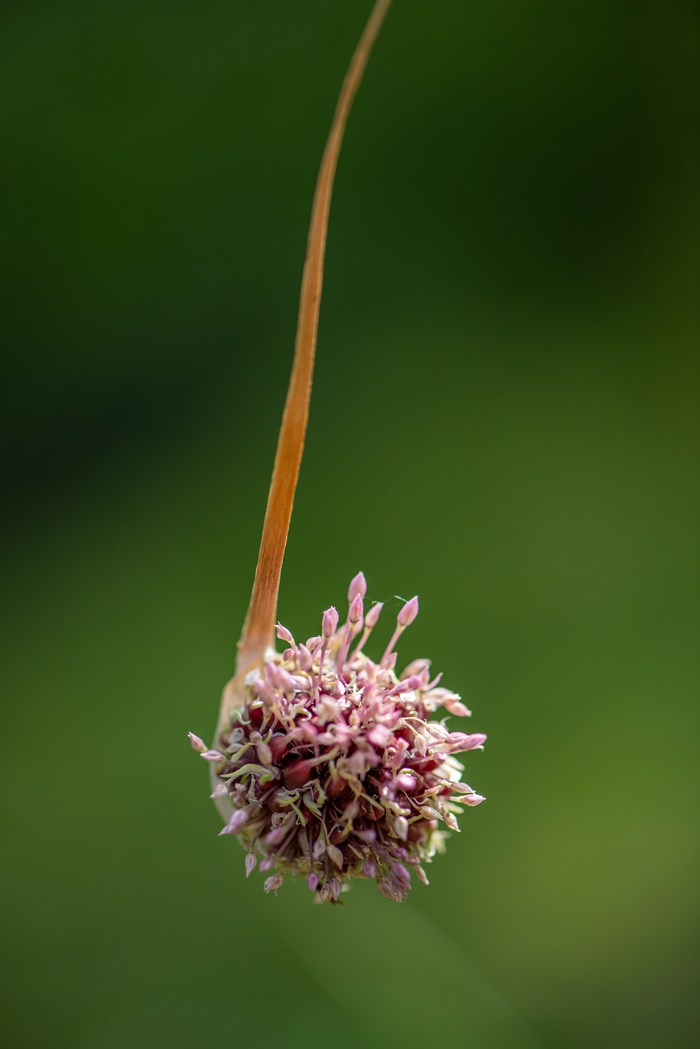  , , Nikon d800, 